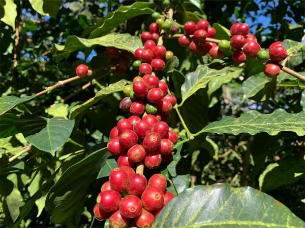 Shangrila Red Bourbon – Coffee Beans – Single Origin