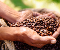 Caffè: origini, varietà e proprietà del caffè